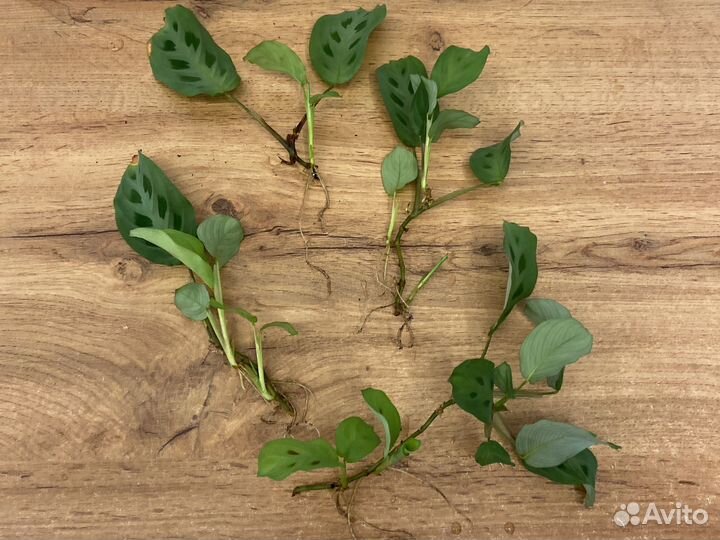 Маранта керховена