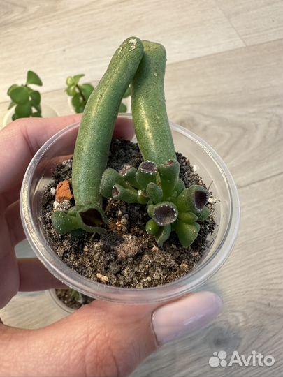 Суккуленты