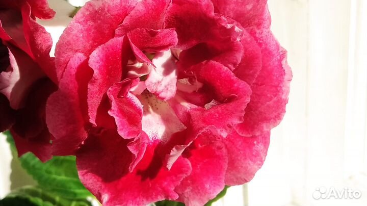 Глоксинии, листья сортовых сеянцев на срез