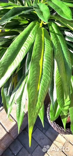 Декоративное дерево фикус Лонгифолия