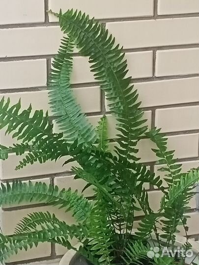 Нефролепис