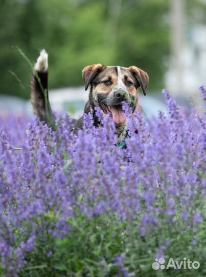 Собака в дар овчарка добрая