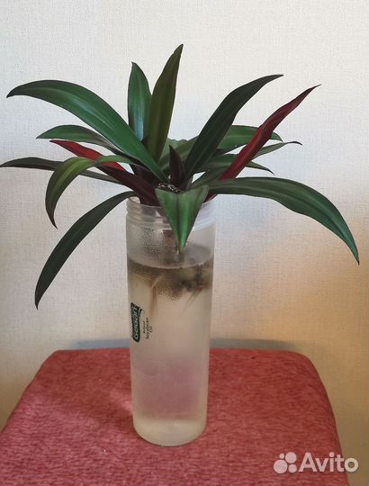 Рэо - Фиолетовая традесканция