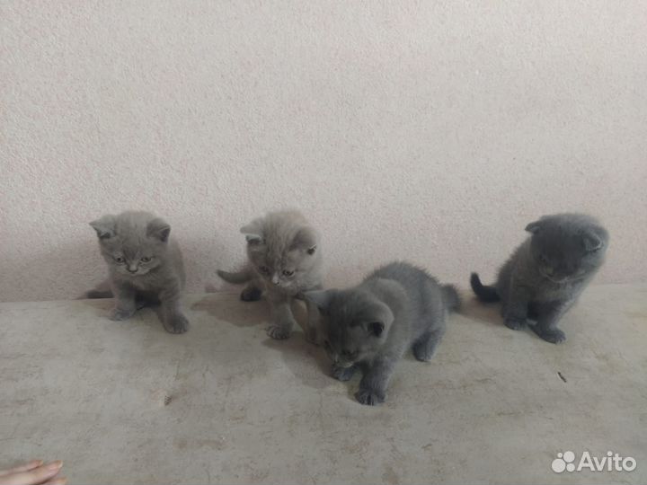 Британские котята