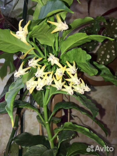 Хойи, обновленный список, добавлены новые сорта