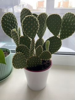 Кактус опунция