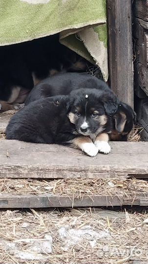 Щенки для охраны крупные