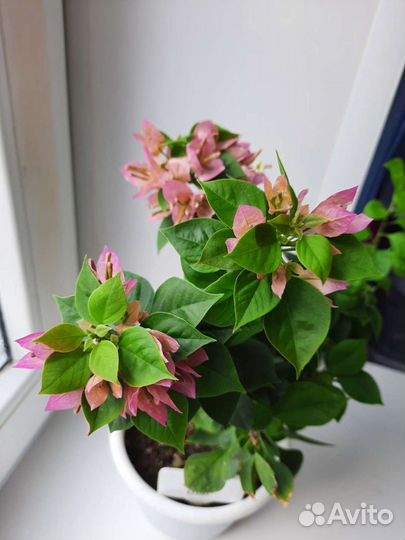 Бугенвиллия более 90 сортов