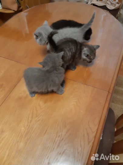 Котята домашние приучены к лотку