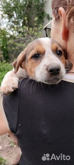 Девочка в беде