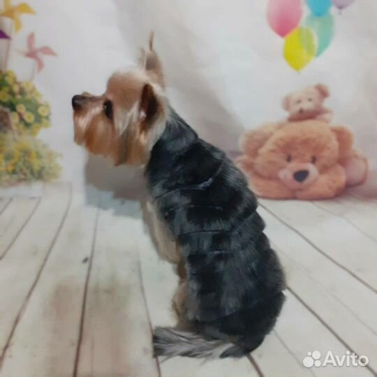 Стрижка кошек,мелких и крупных собак. Чистка зубов