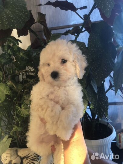 Щенки той пуделя девочка