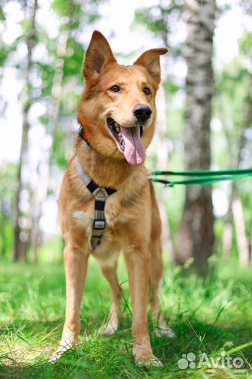 Молодой пес Модус из приюта ищет дом