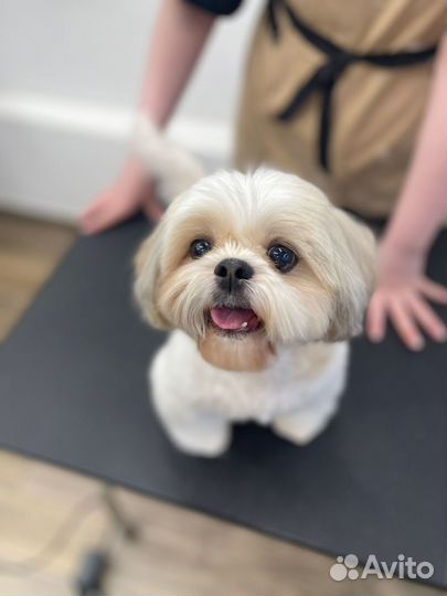 Грумер собак и кошек