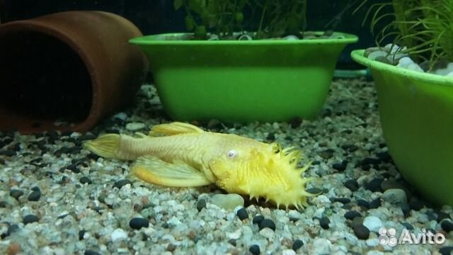 Сомы анциструсы и моллинезии велиферы, корм