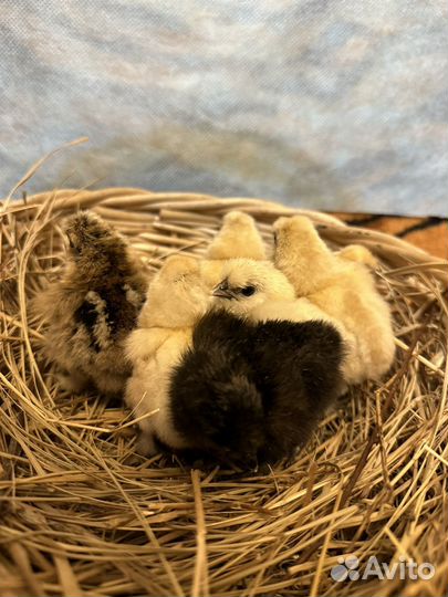 Цыплята китайские шелковые