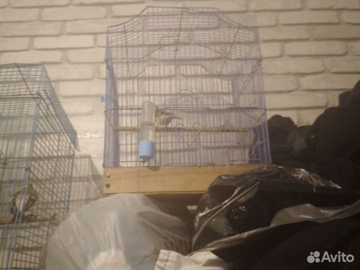 Щегол пефчий