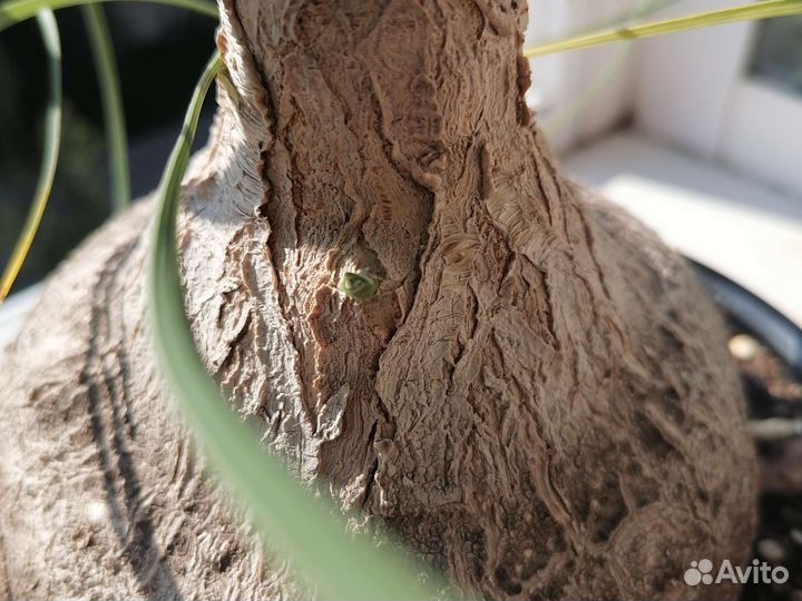 Бокарнея нолина