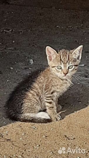 Котята отдам в хорошие руки