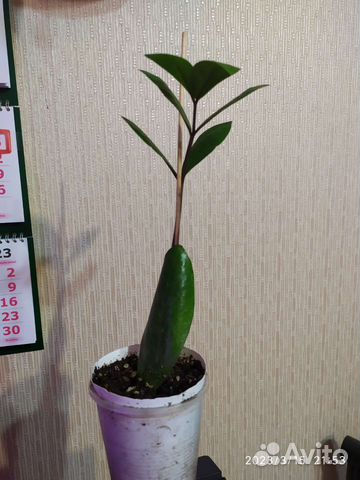 Замиокулькас