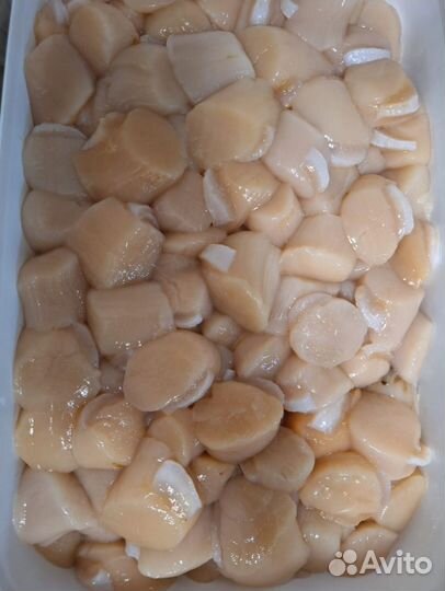 Морской гребешок