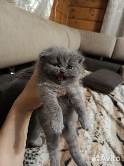 Британские котята