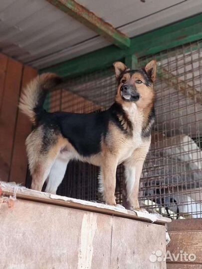 Бруно ищет дом (собака из приюта)