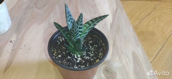 Гастералоэ авео (Gasteraloe)