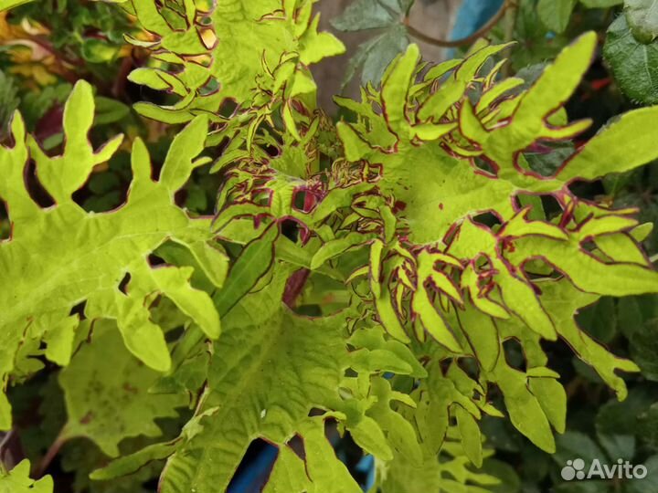 Колеус, сорта разные обмен