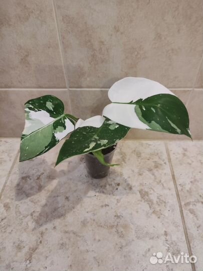 Филодендроны