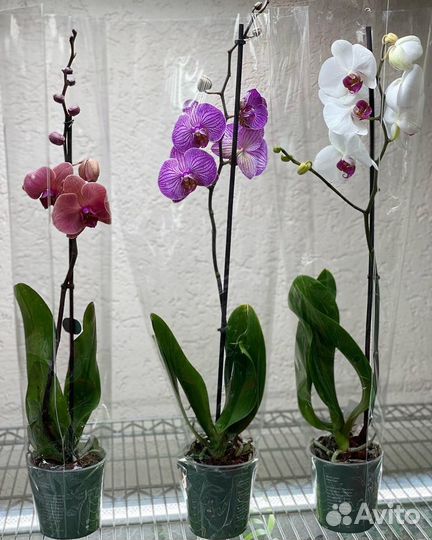 Орхидеи на 1 цветонос