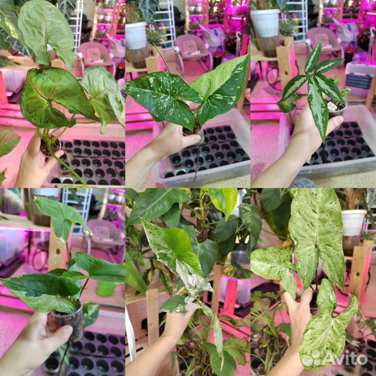 Сингониум разные сорта