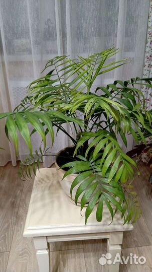 Комнатный цветок хамедория