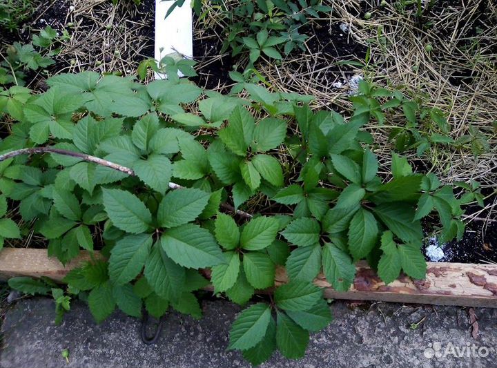 Декоративные лианы