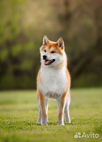 Груминг. Стрижка собак и кошек