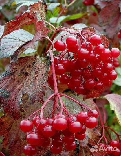 Ягоды калины