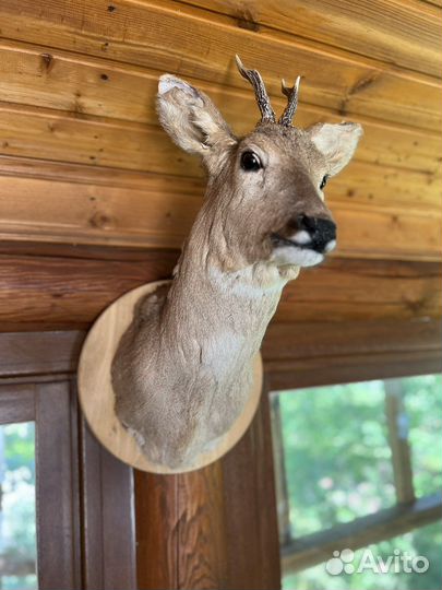 Чучело головы косули