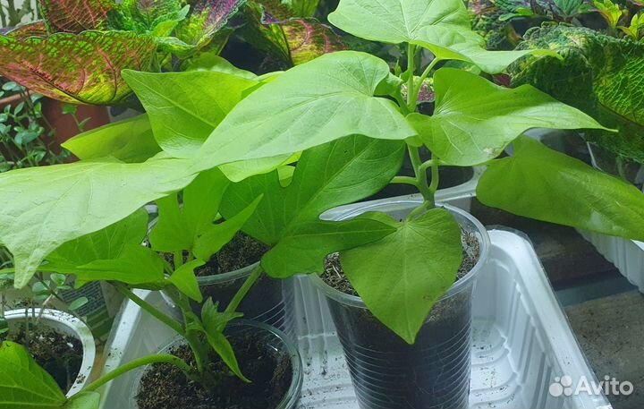 Ипомея батат