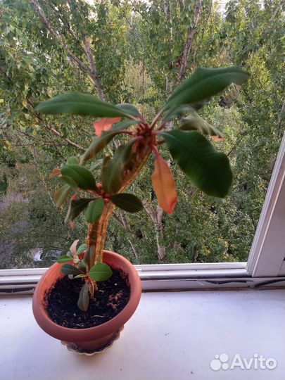 Молочай беложильчатый