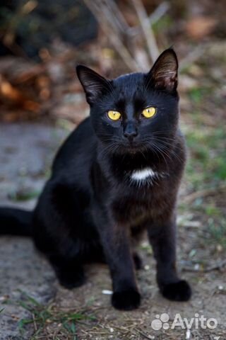 Черный котик 10 мес бесплатно объявление продам
