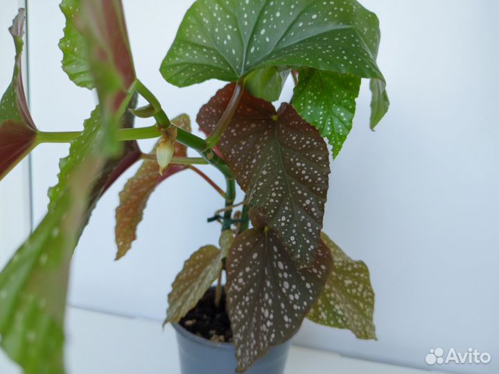 Бегония коралловая