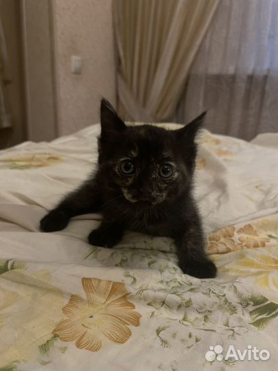 Котята помесь британца и обычной кошки