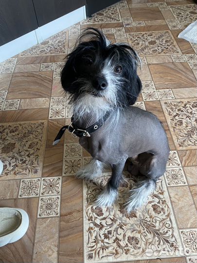 Вязка Китайская хохлатая