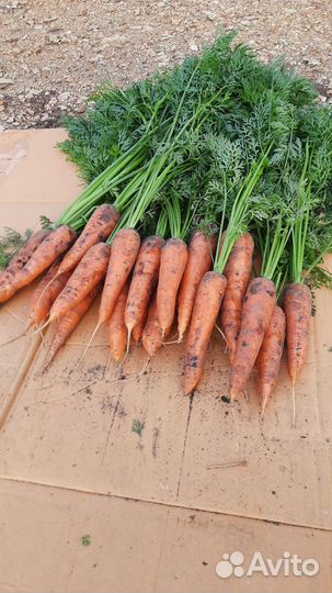 Морковь оптом