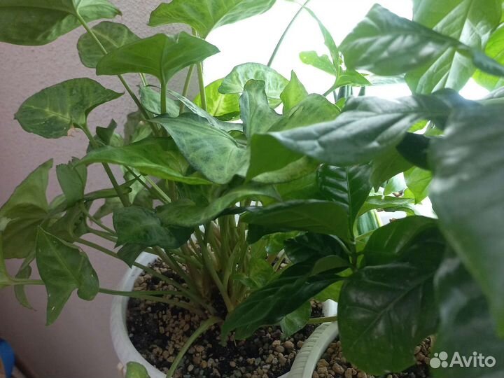 Комнатные цветы