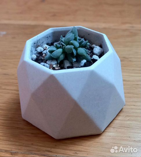 Подарки суккуленты эхеверия в горшке ручной работы