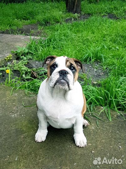 Девочка шоу класса. Соболь с голубым геном