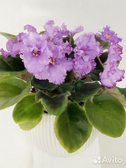 Сортовые фиалки