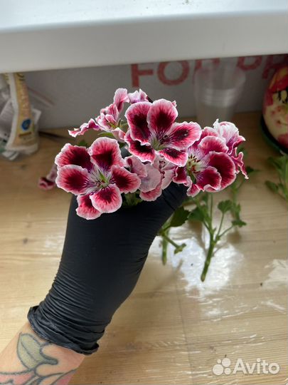 Королевская пеларгония Elegance Adele