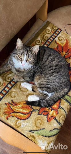 Потерялась кошка